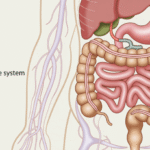 Ilustrasi sistem pencernaan manusia dengan penekanan pada usus besar
