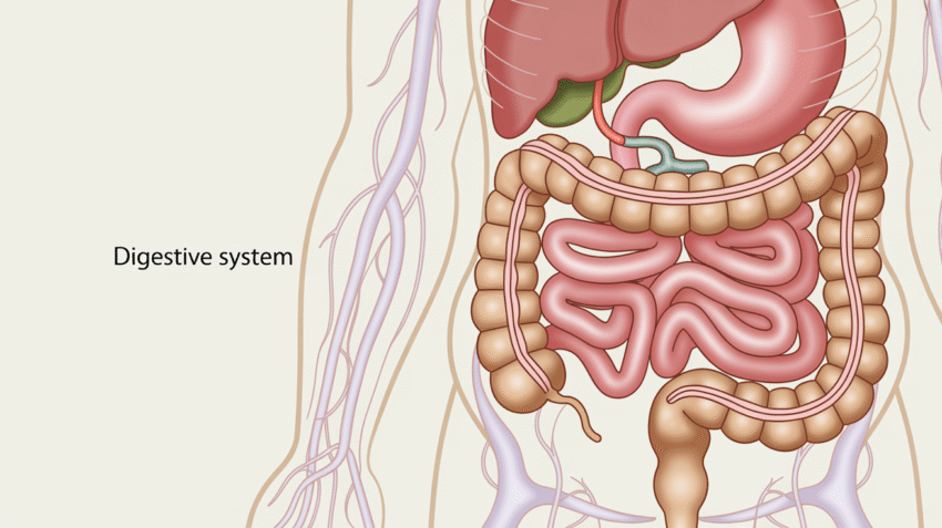 Ilustrasi sistem pencernaan manusia dengan penekanan pada usus besar