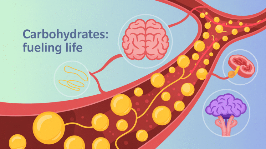 Ilustrasi manfaat karbohidrat untuk kesehatan tubuh manusia